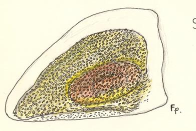 simocephalusvetulus_epphipium.jpg (776×520)